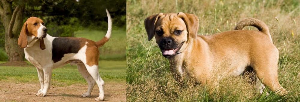 Puggle vs Artois Hound - Breed Comparison