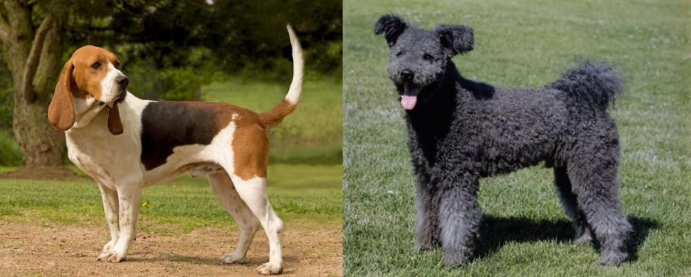 Pumi vs Artois Hound - Breed Comparison