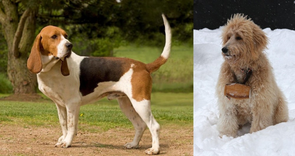 Pyredoodle vs Artois Hound - Breed Comparison