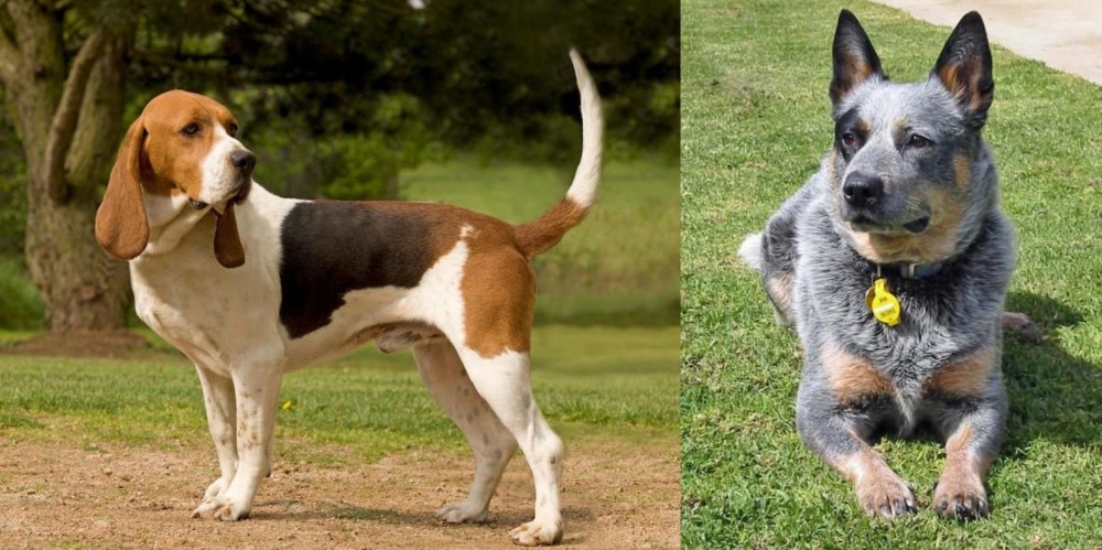 Queensland Heeler vs Artois Hound - Breed Comparison