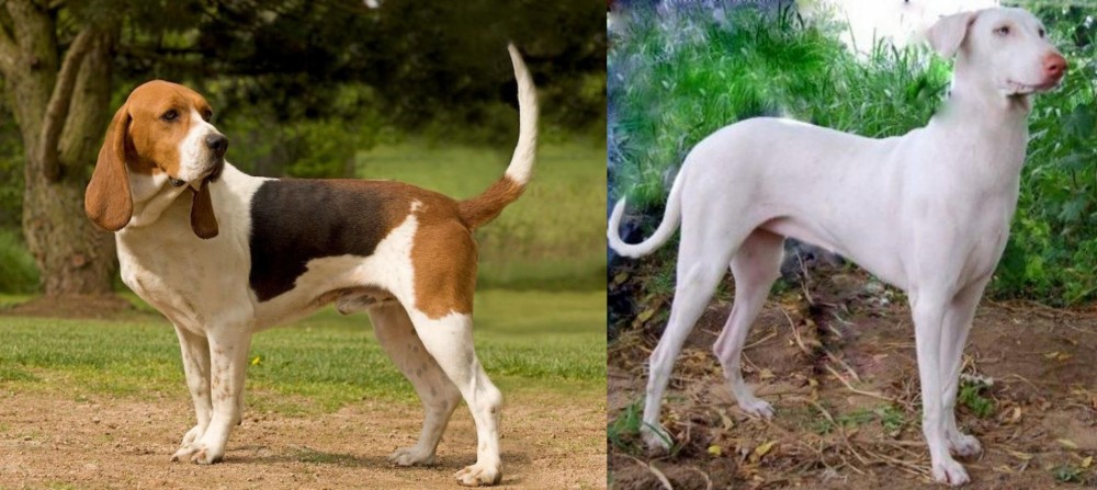 Rajapalayam vs Artois Hound - Breed Comparison