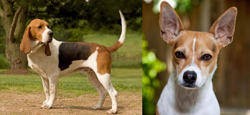 Rat Terrier vs Artois Hound - Breed Comparison