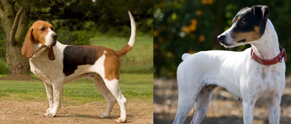 Ratonero Bodeguero Andaluz vs Artois Hound - Breed Comparison