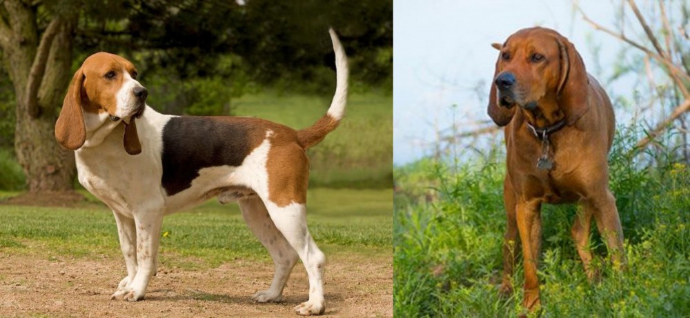 Redbone Coonhound vs Artois Hound - Breed Comparison