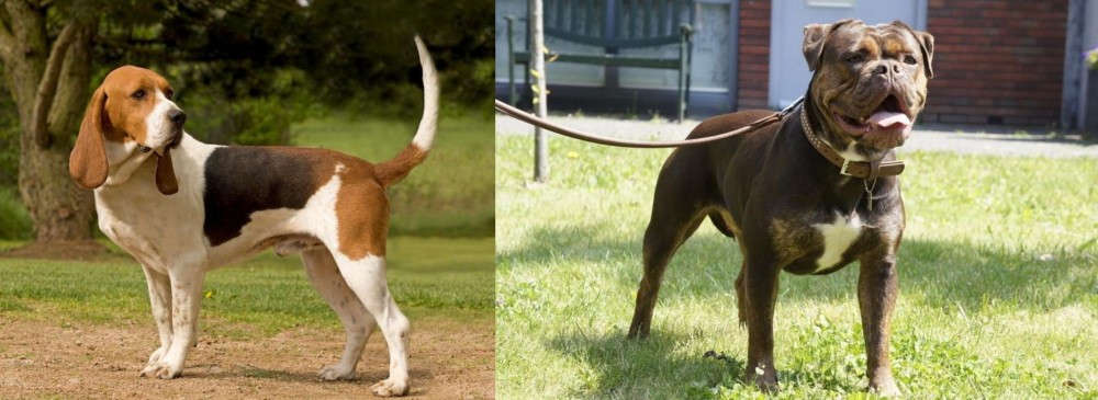 Renascence Bulldogge vs Artois Hound - Breed Comparison