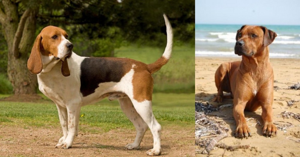 Rhodesian Ridgeback vs Artois Hound - Breed Comparison