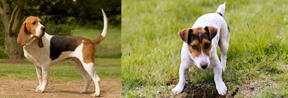 Russell Terrier vs Artois Hound - Breed Comparison