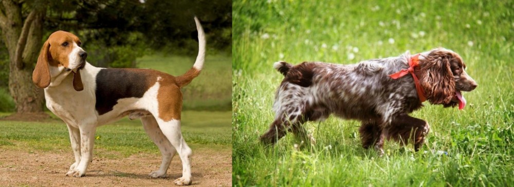 Russian Spaniel vs Artois Hound - Breed Comparison