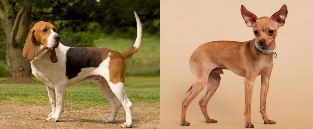 Russian Toy Terrier vs Artois Hound - Breed Comparison