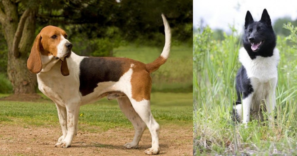 Russo-European Laika vs Artois Hound - Breed Comparison