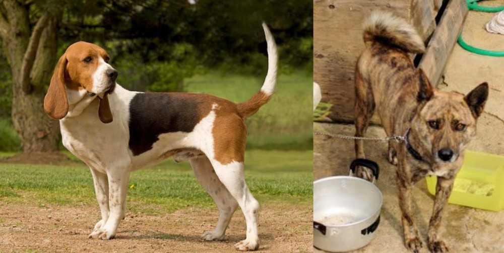 Ryukyu Inu vs Artois Hound - Breed Comparison
