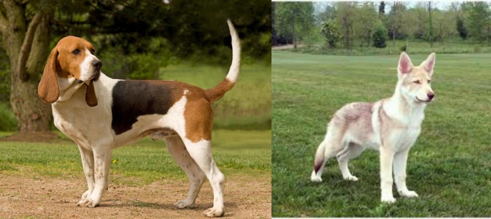 Saarlooswolfhond vs Artois Hound - Breed Comparison