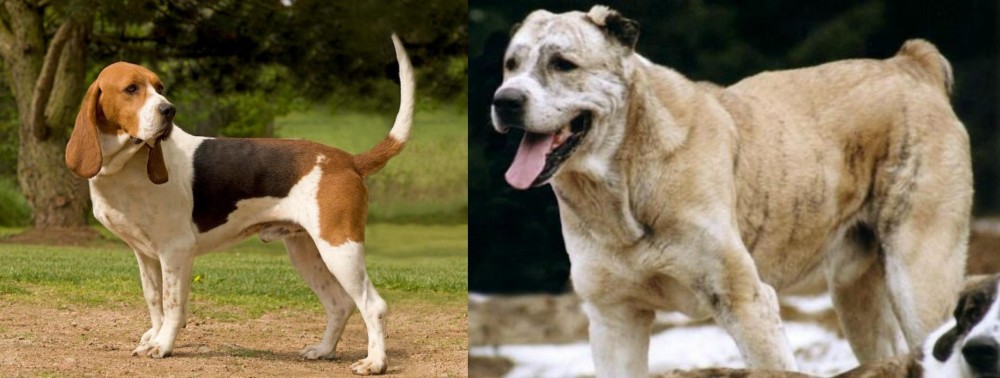 Sage Koochee vs Artois Hound - Breed Comparison