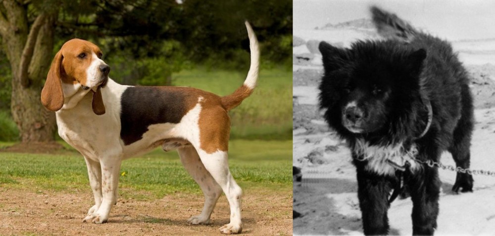 Sakhalin Husky vs Artois Hound - Breed Comparison