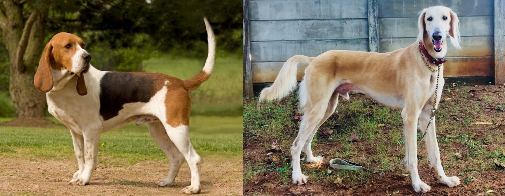 Saluki vs Artois Hound - Breed Comparison