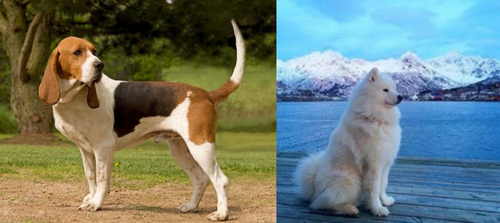 Samoyed vs Artois Hound - Breed Comparison
