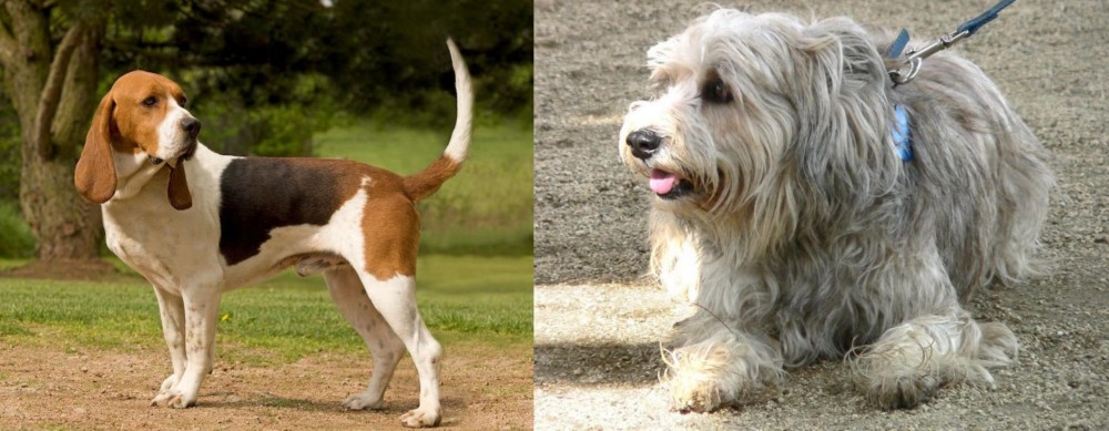 Sapsali vs Artois Hound - Breed Comparison