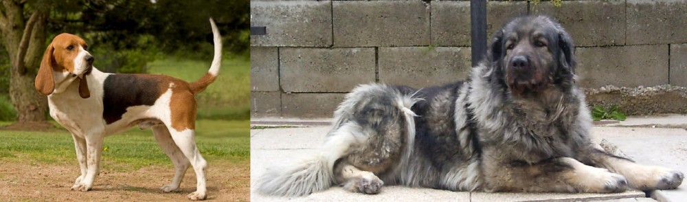 Sarplaninac vs Artois Hound - Breed Comparison