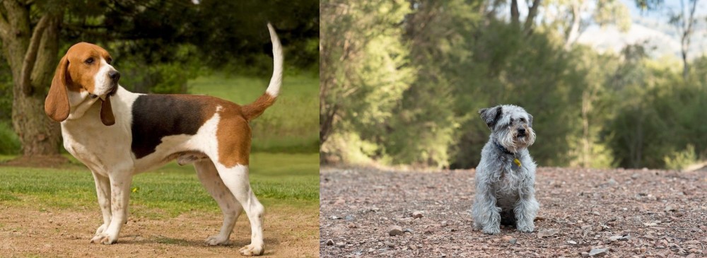Schnoodle vs Artois Hound - Breed Comparison