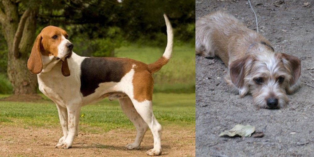 Schweenie vs Artois Hound - Breed Comparison