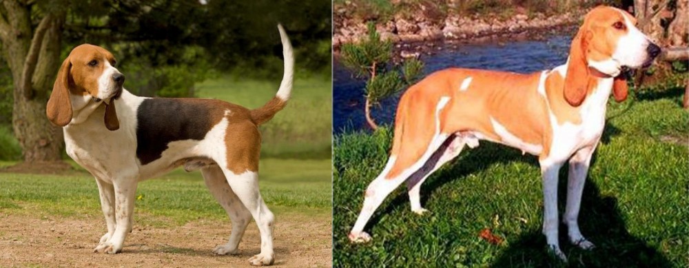 Schweizer Laufhund vs Artois Hound - Breed Comparison
