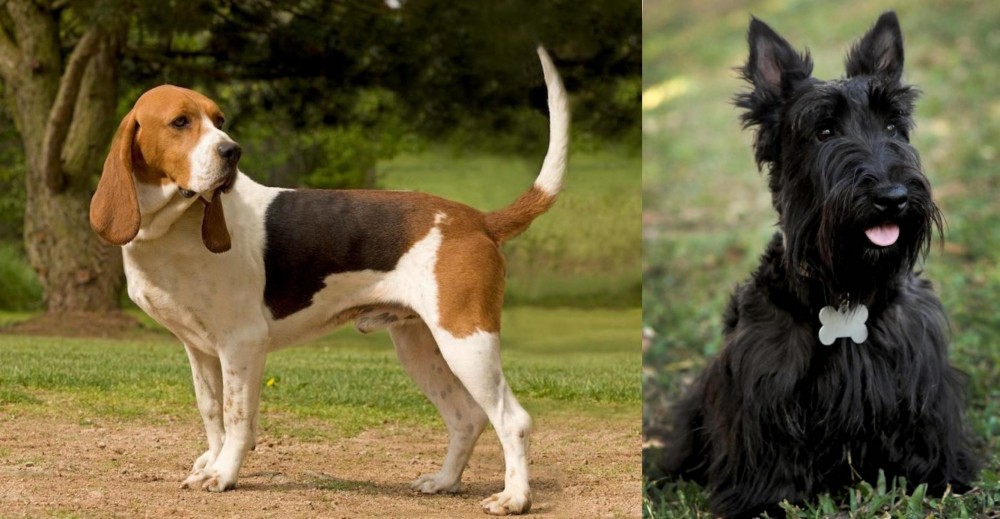 Scoland Terrier vs Artois Hound - Breed Comparison