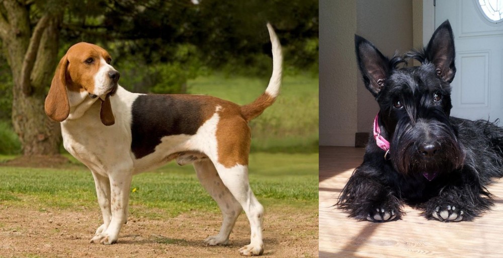 Scottish Terrier vs Artois Hound - Breed Comparison