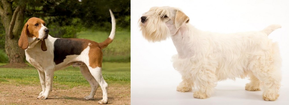 Sealyham Terrier vs Artois Hound - Breed Comparison