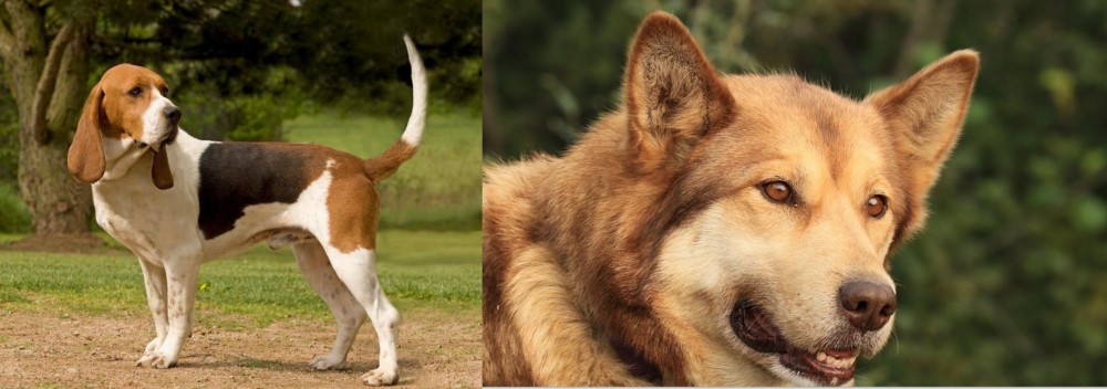Seppala Siberian Sleddog vs Artois Hound - Breed Comparison