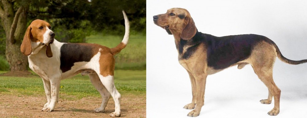 Serbian Hound vs Artois Hound - Breed Comparison