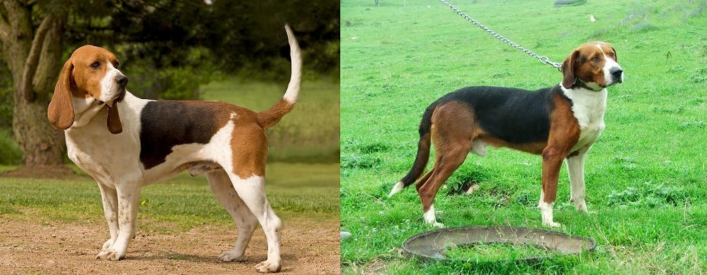Serbian Tricolour Hound vs Artois Hound - Breed Comparison
