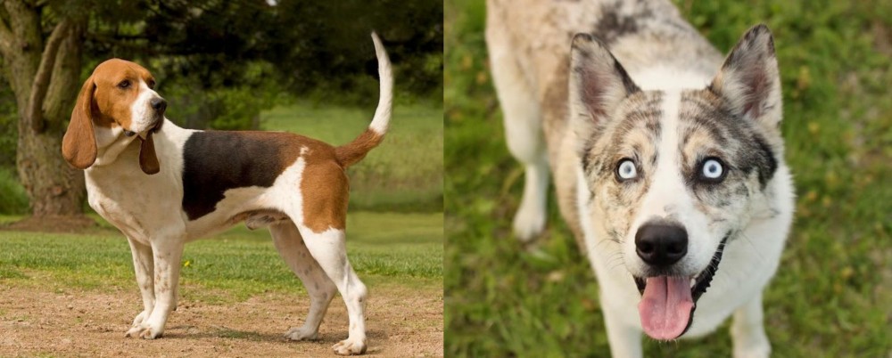 Shepherd Husky vs Artois Hound - Breed Comparison