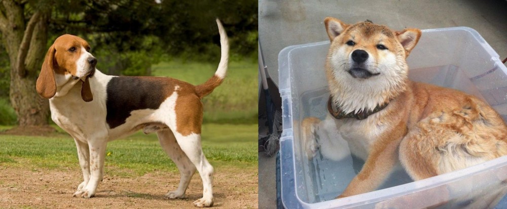 Shiba Inu vs Artois Hound - Breed Comparison