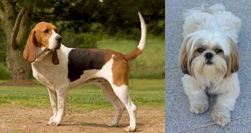 Shih Tzu vs Artois Hound - Breed Comparison