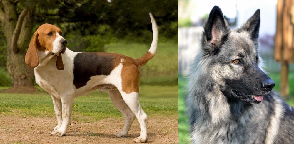 Shiloh Shepherd vs Artois Hound - Breed Comparison
