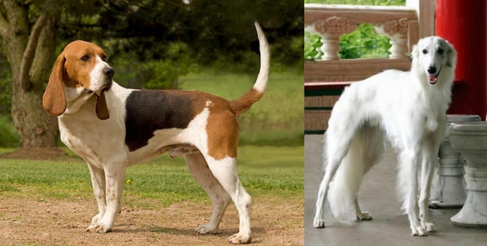 Silken Windhound vs Artois Hound - Breed Comparison
