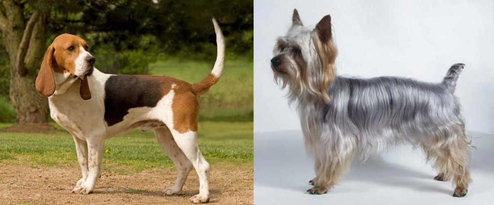 Silky Terrier vs Artois Hound - Breed Comparison