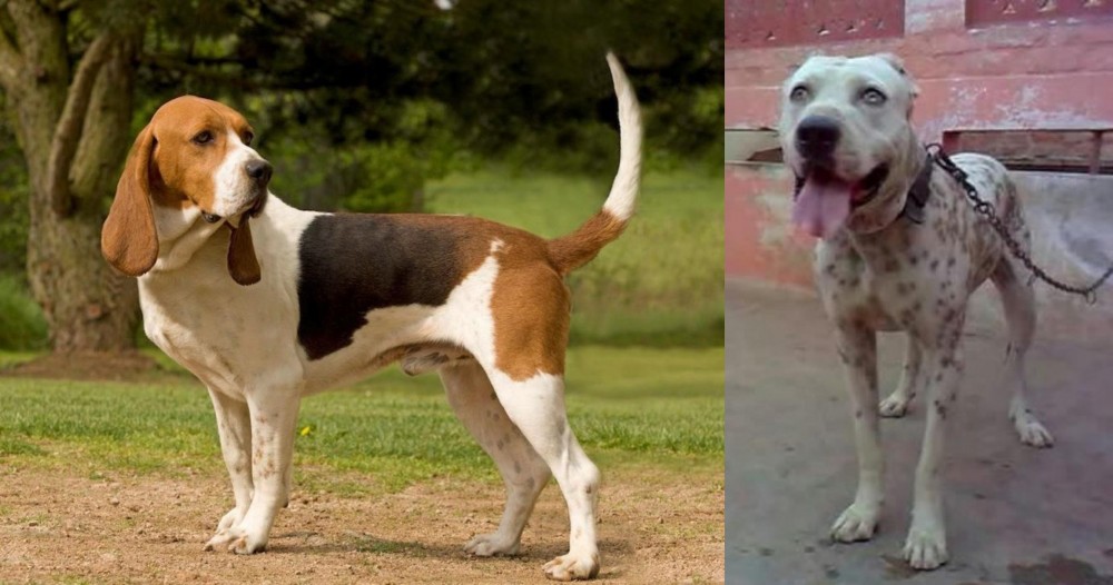 Sindh Mastiff vs Artois Hound - Breed Comparison