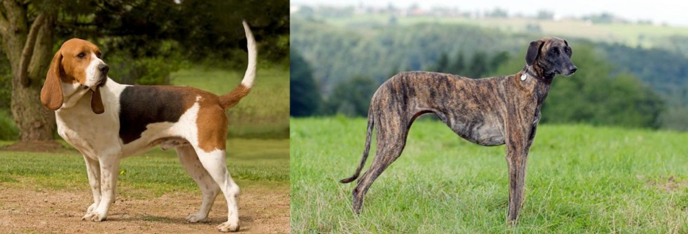 Sloughi vs Artois Hound - Breed Comparison