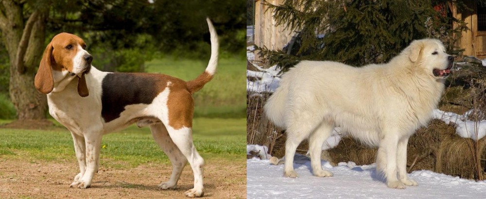 Slovak Cuvac vs Artois Hound - Breed Comparison