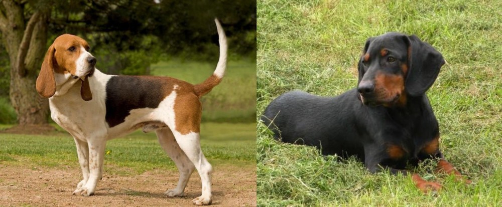 Slovakian Hound vs Artois Hound - Breed Comparison