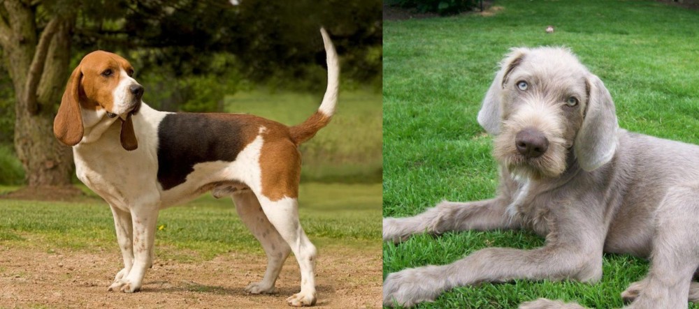 Slovakian Rough Haired Pointer vs Artois Hound - Breed Comparison