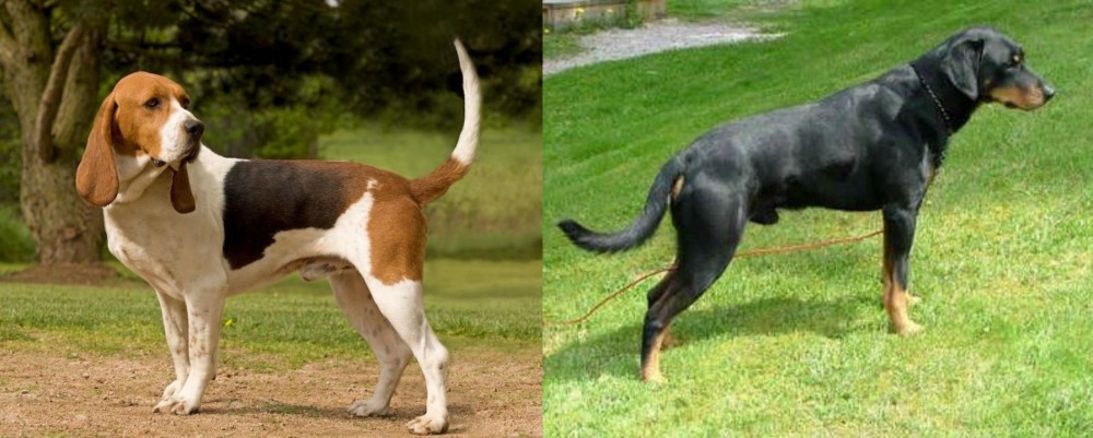 Smalandsstovare vs Artois Hound - Breed Comparison