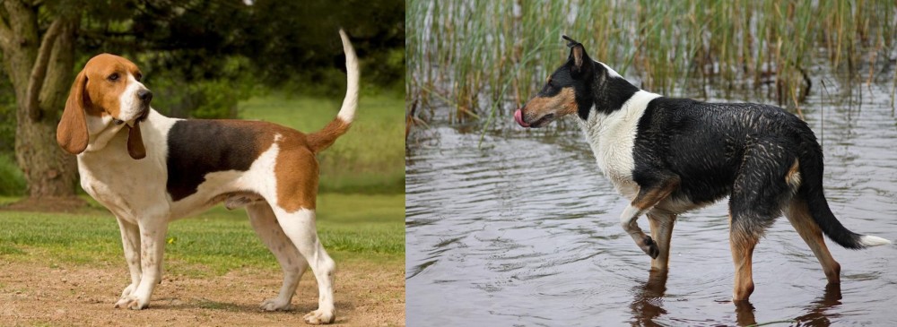 Smooth Collie vs Artois Hound - Breed Comparison
