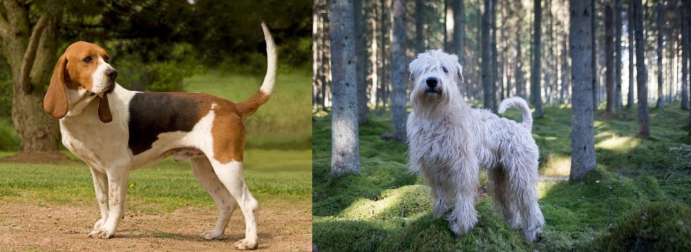 Soft-Coated Wheaten Terrier vs Artois Hound - Breed Comparison
