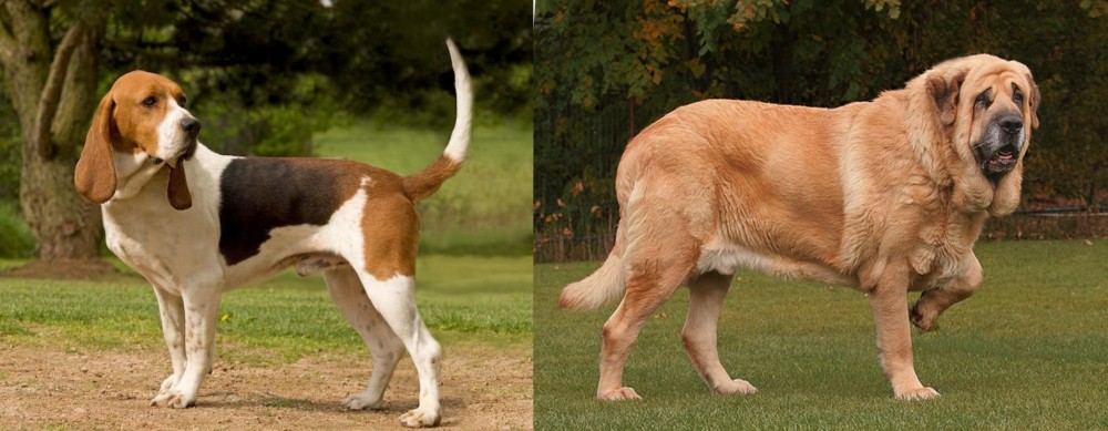 Spanish Mastiff vs Artois Hound - Breed Comparison
