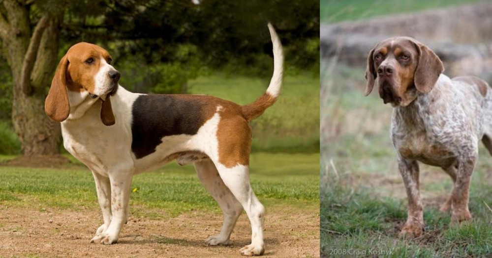Spanish Pointer vs Artois Hound - Breed Comparison