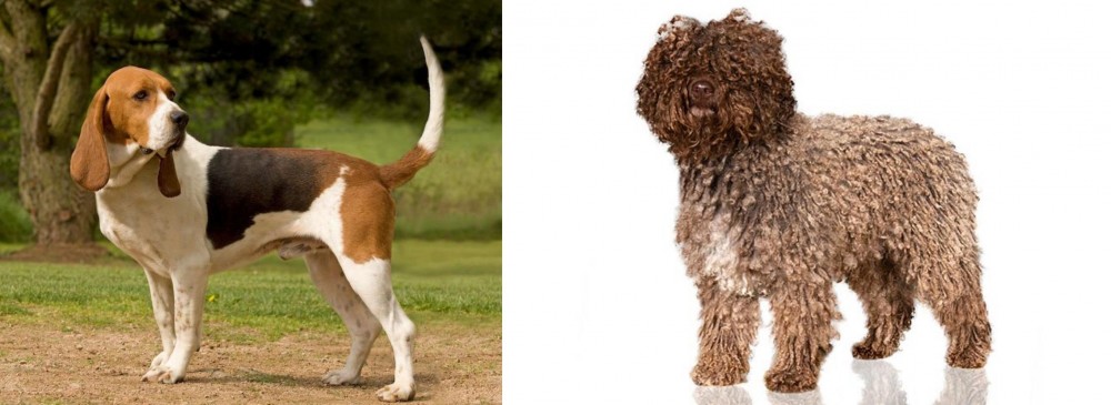 Spanish Water Dog vs Artois Hound - Breed Comparison
