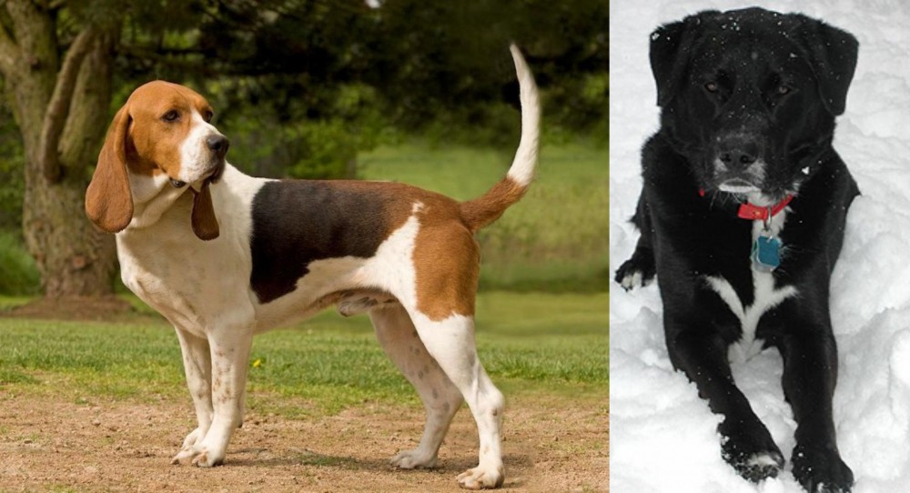 St. John's Water Dog vs Artois Hound - Breed Comparison