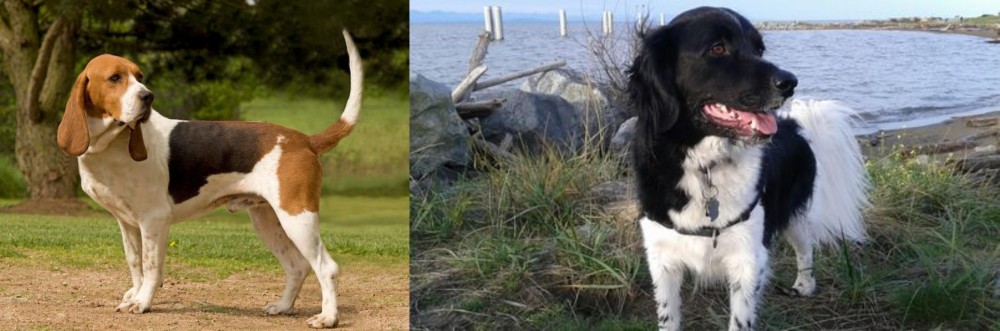 Stabyhoun vs Artois Hound - Breed Comparison
